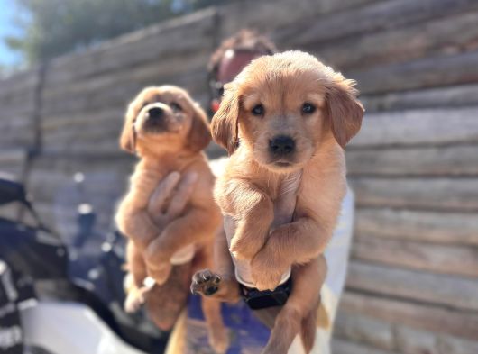 Bebek Suratlı Golden Retriever Yavrularımız görsel
