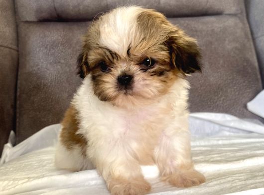 Micro Teacup Shihtzu Erkek Yavrum görsel