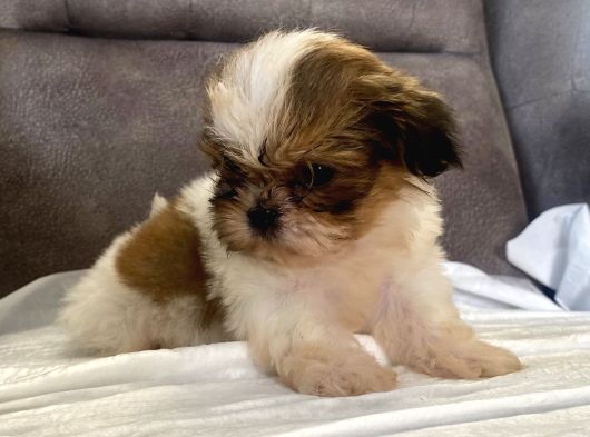 Micro Teacup Shihtzu Erkek Yavrum görsel