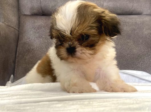 Micro Teacup Shihtzu Erkek Yavrum görsel