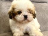 0 Numara Shihtzu Prensi̇mi̇z