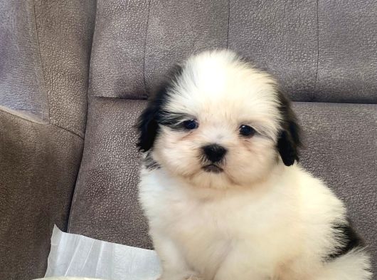 Mi̇ni̇ Boy Shihtzu Kizimiz görsel