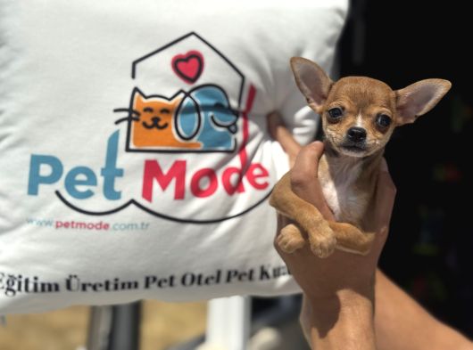 Ankarada Ziyarete Açık  Tea Cup Chihuahua görsel