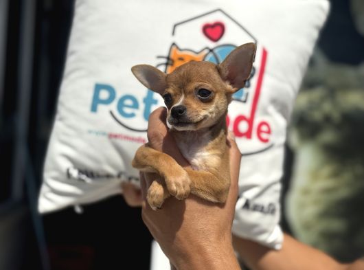 Ankarada Ziyarete Açık  Tea Cup Chihuahua görsel