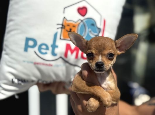 Ankarada Ziyarete Açık  Tea Cup Chihuahua görsel