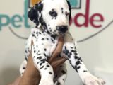 Petmode Köpek Çifrtliğinde Ziyarete Açık Dalmaçyalı