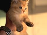 Petmode Den Ziyarete Açık Golden Brirish Shorthair