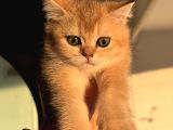 Petmode Den Ziyarete Açık Golden Brirish Shorthair