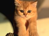 Petmode Den Ziyarete Açık Golden Brirish Shorthair