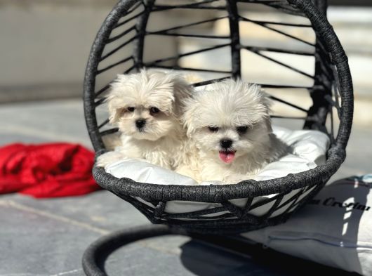Petmode Köpek Çifrtliğinden Tea Cup Kore Maltese görsel