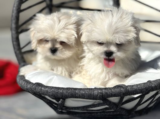 Petmode Köpek Çifrtliğinden Tea Cup Kore Maltese görsel