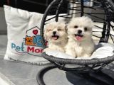 Petmode Köpek Çifrtliğinden Tea Cup Kore Maltese