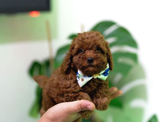 EV ÜRETİMİ TOY POODLE YAVRULARIMIZ