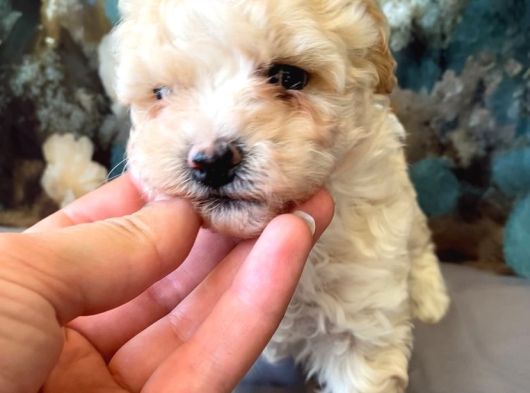 Teacup Minik Maltipoo görsel