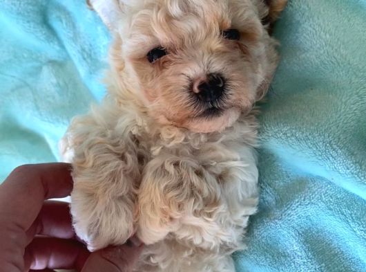 Teacup Minik Maltipoo
