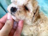 Teacup Minik Maltipoo