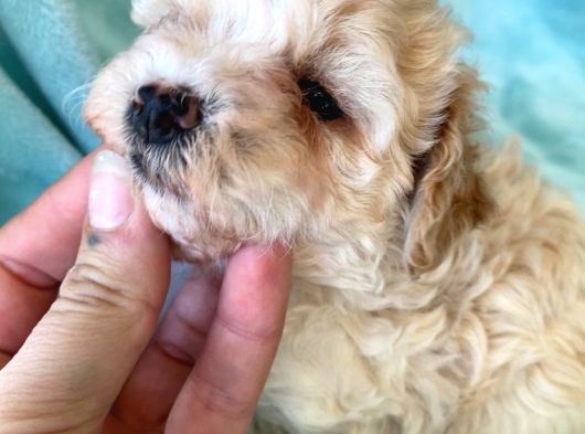 Teacup Minik Maltipoo görsel