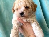 Teacup Minik Maltipoo