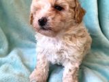 Teacup Minik Maltipoo