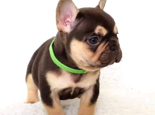 Show Quality Exotic French Puppies