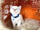 Safkan British Shorthair Silver Point Yavrular