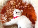 Safkan British Shorthair Silver Point Yavrular