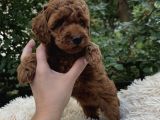 Üst Kali̇te Toy Poodle Bebekler
