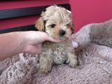 BİBLO YÜZLÜ MALTİPOO BEBEKLER