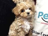 Petmode Köpek Çiftliğinden Tea Cup Maltipoo Yavrularımız