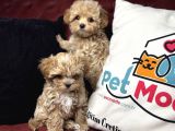 Petmode Köpek Çiftliğinden Tea Cup Maltipoo Yavrularımız