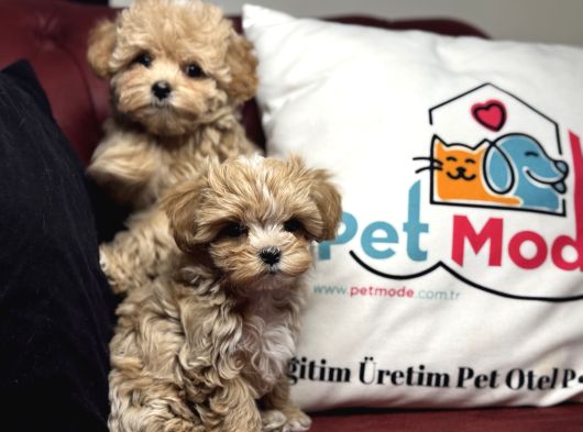 Petmode Köpek Çiftliğinden Tea Cup Maltipoo Yavrularımız görsel