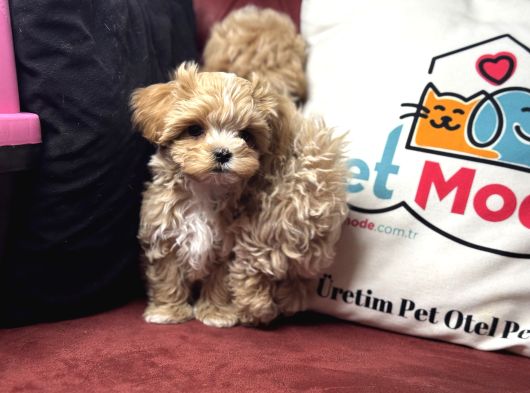 Petmode Köpek Çiftliğinden Tea Cup Maltipoo Yavrularımız görsel