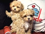 Petmode Köpek Çiftliğinden Tea Cup Maltipoo Yavrularımız