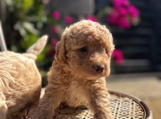 Kıvırcık Poodle Ayarında F1 Maltipoo görsel