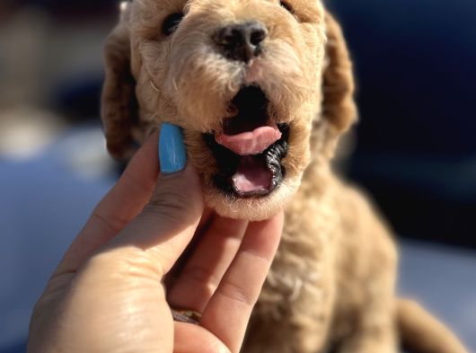 Kıvırcık Poodle Ayarında F1 Maltipoo görsel
