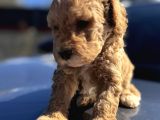 Kıvırcık Poodle Ayarında F1 Maltipoo