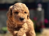 Kıvırcık Poodle Ayarında F1 Maltipoo
