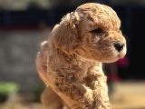 Kıvırcık Poodle Ayarında F1 Maltipoo