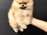 Show Kalite Teddy Face Tea Cup Pomeranian