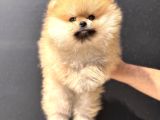 Show Kalite Teddy Face Tea Cup Pomeranian