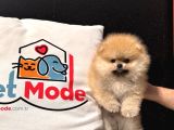 Show Kalite Teddy Face Tea Cup Pomeranian