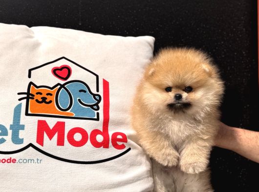 Show Kalite Teddy Face Tea Cup Pomeranian görsel