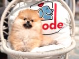 Show Kalite Teddy Face Tea Cup Pomeranian