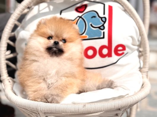Show Kalite Teddy Face Tea Cup Pomeranian görsel