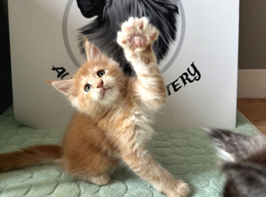 Ayşe Arık Cattery görsel