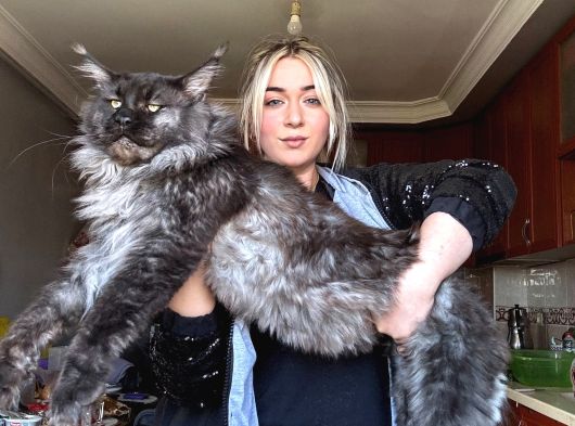 Ayşe Arık Cattery