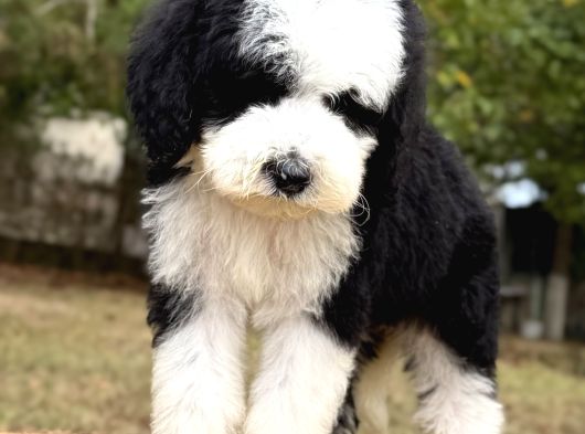 Siyah Beyaz Labradoodle Yavrular görsel