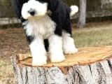 Siyah Beyaz Labradoodle Yavrular