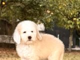 Show Kalite Goldendoodle Yavrular