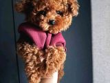 Teacup toy poodle - en Küçük ve sevimli form